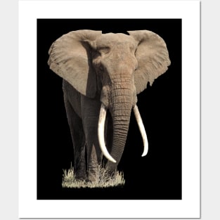 Elephant on Safari in Kenya / Africa Posters and Art